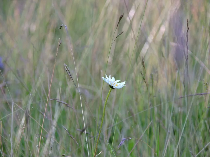 Single flower in long grass
