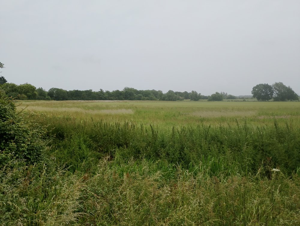 field with hedgerows and distant trees
