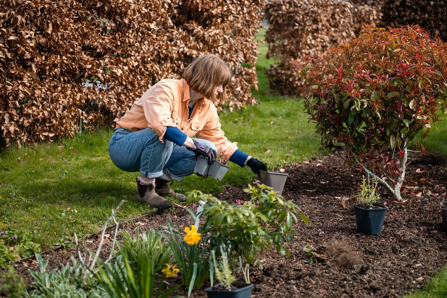 lucy conochie setting out plants by a hedge