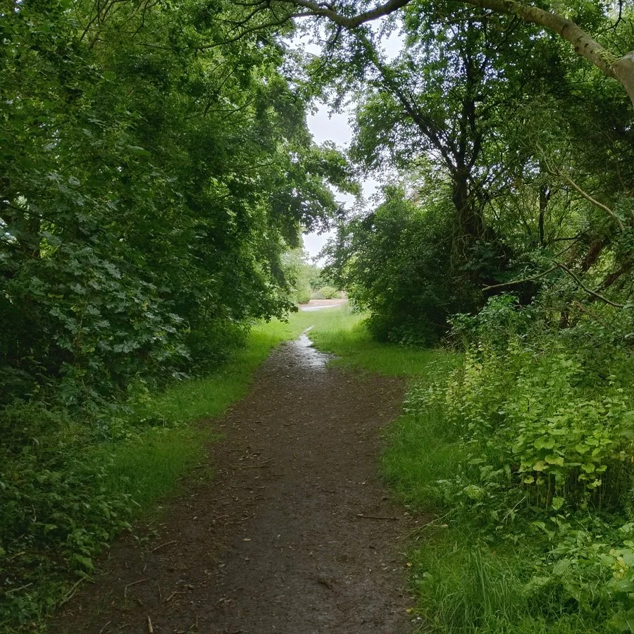 woodland path in the rain with grass edge