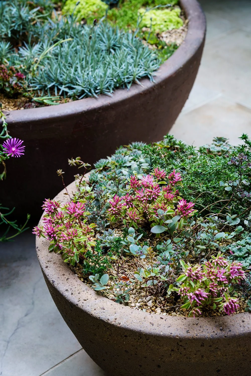 Two plant pots with succulents