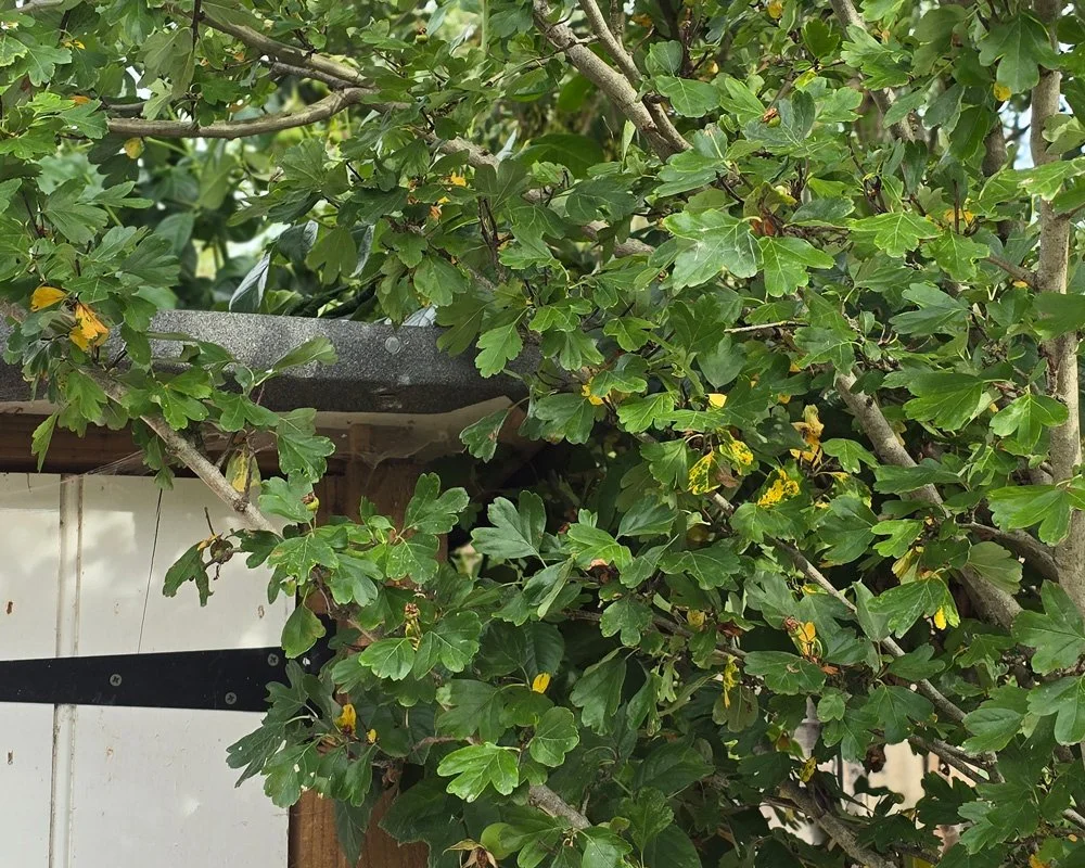 hawthorn leaves and branches against a white shed door