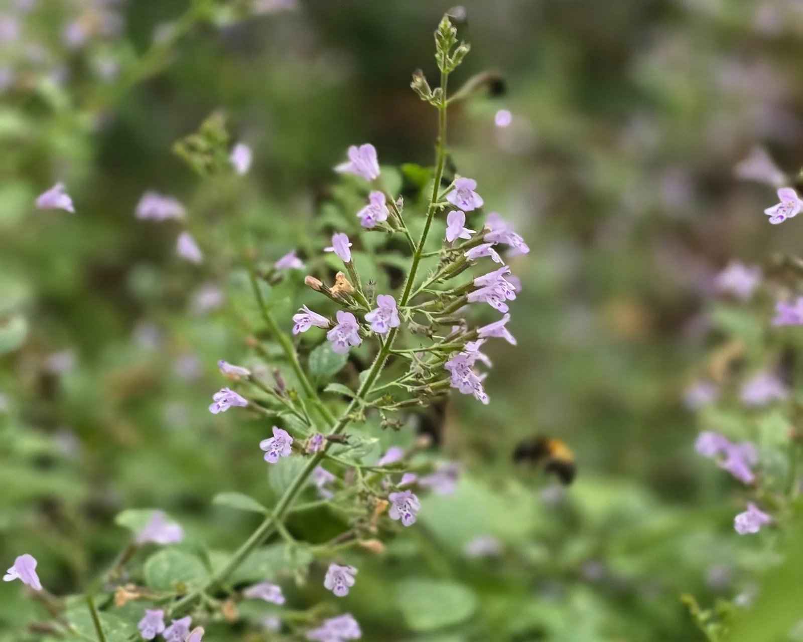 light purple flower with bee in background