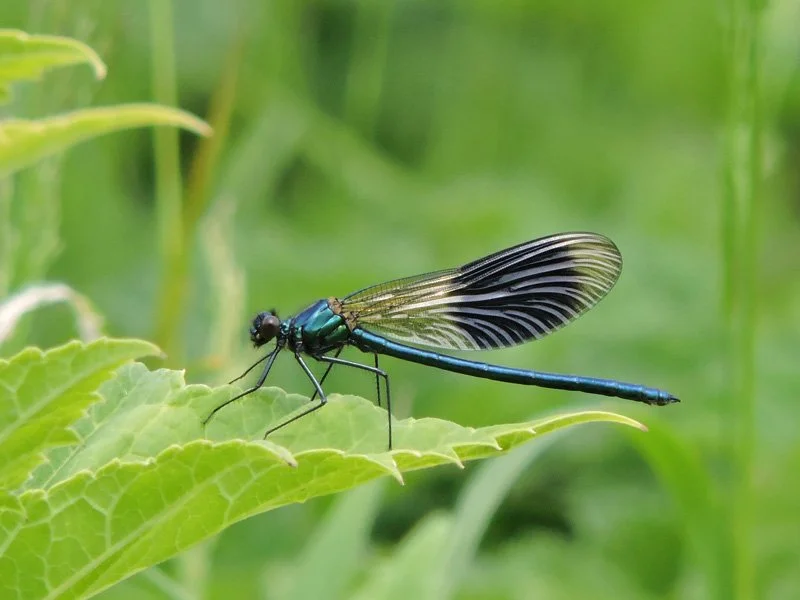 Dragonfly sitting on a leaf