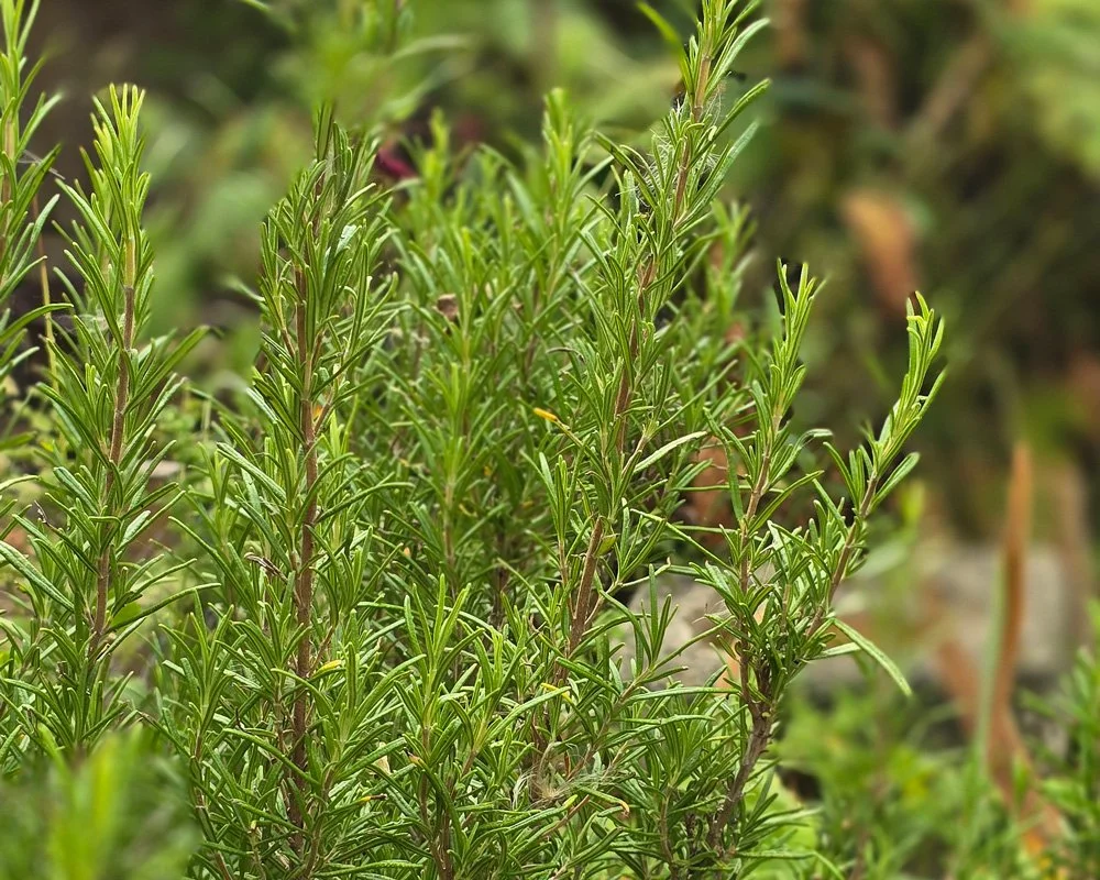 fresh green rosemary leaves