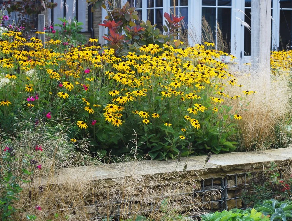 Yellow garden flowers with a house