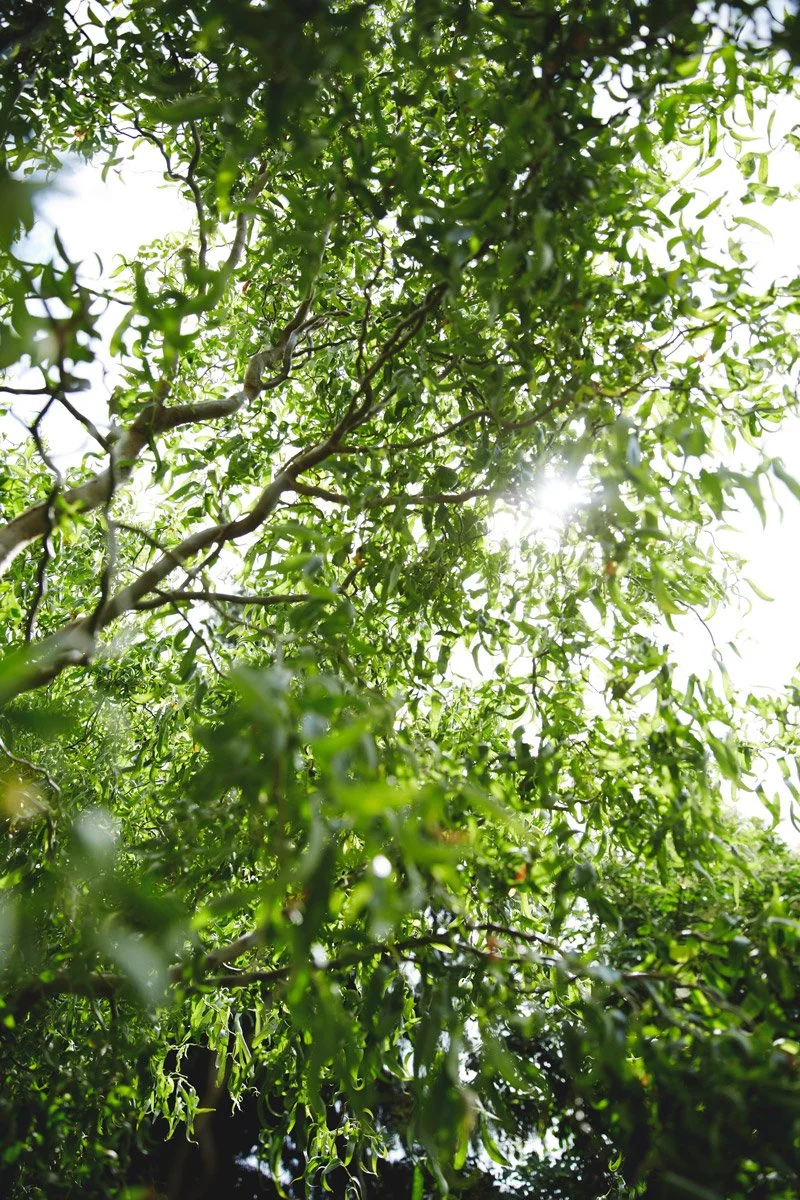 Sun coming through the leaves of a tree