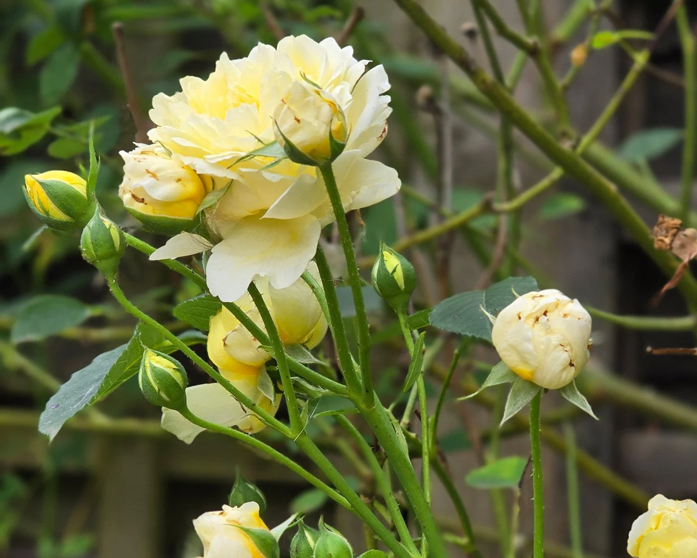 The Pilgrim yellow rose flowers and buds
