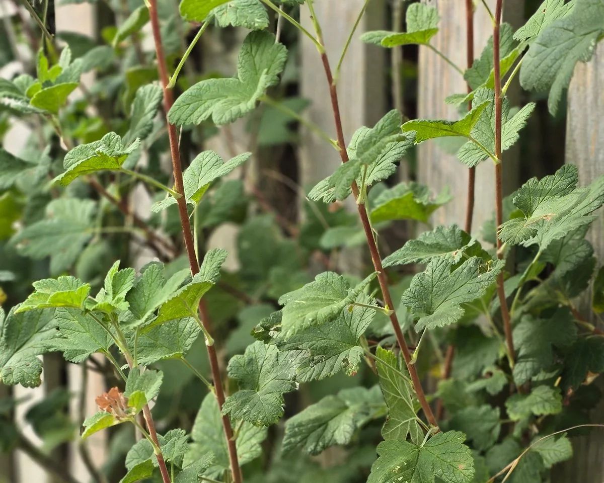 stems of ornamental currant with picket fence in background