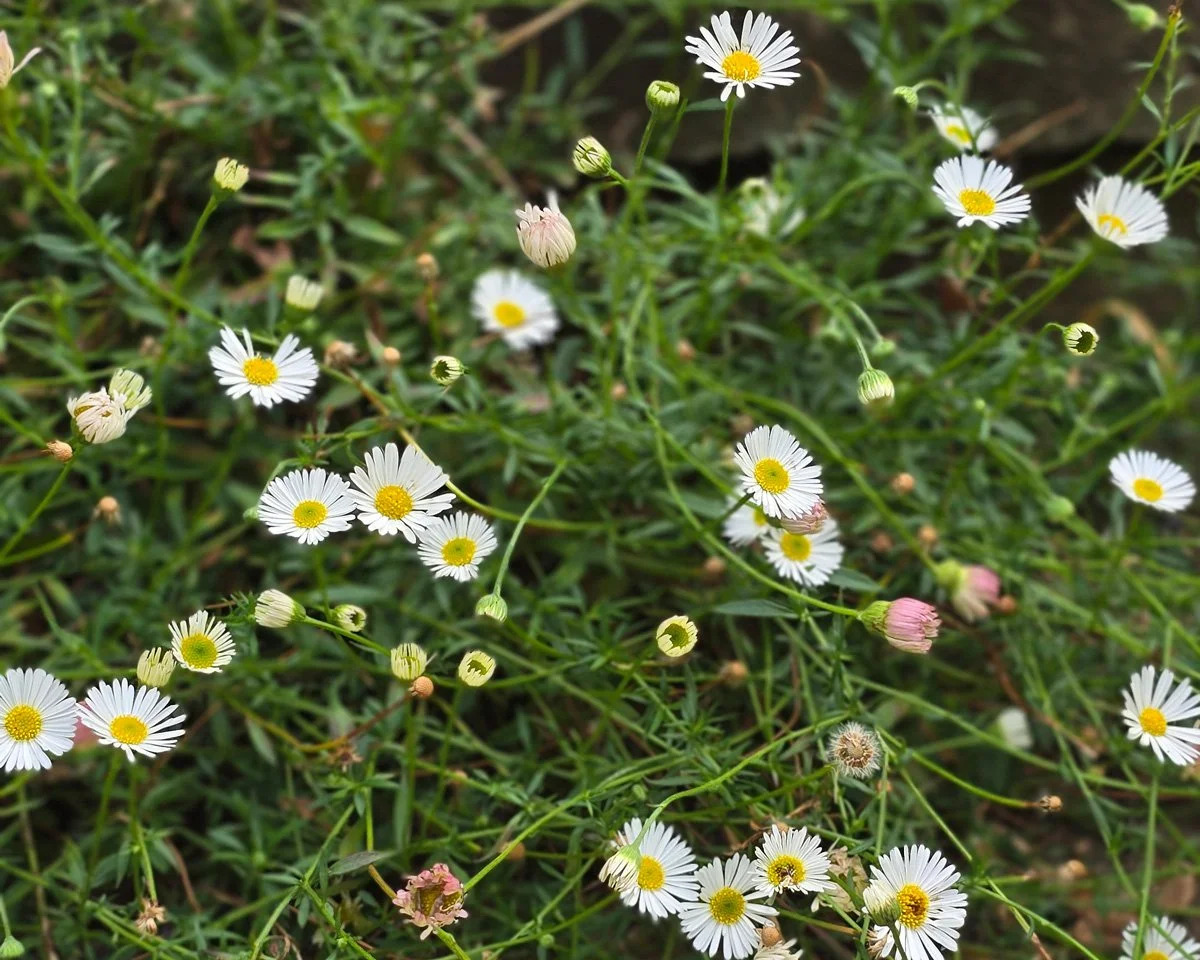 tiny daisy flowers and green foliage