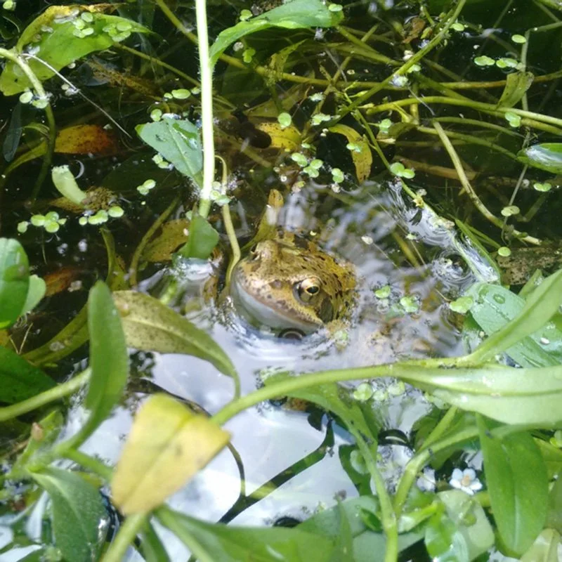 Frog peeking out of water