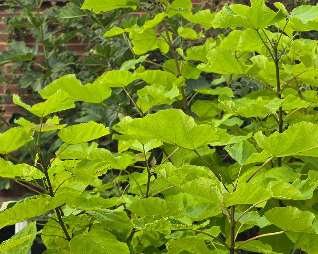 lime coloured leaves of indian bean tree