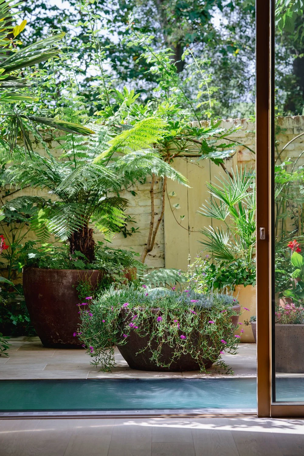 Small urban garden with a pool and plants