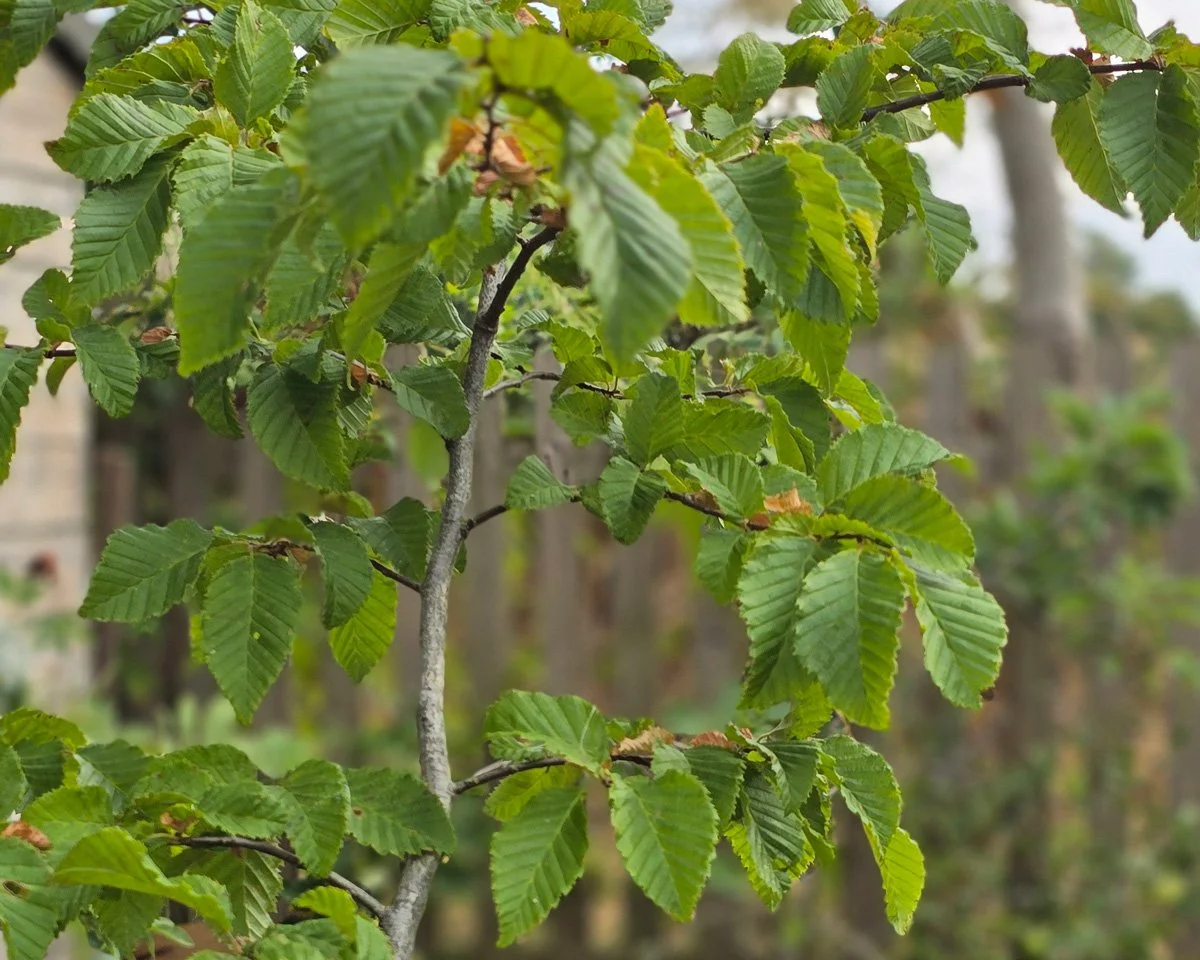 close up of young hornbeam plant