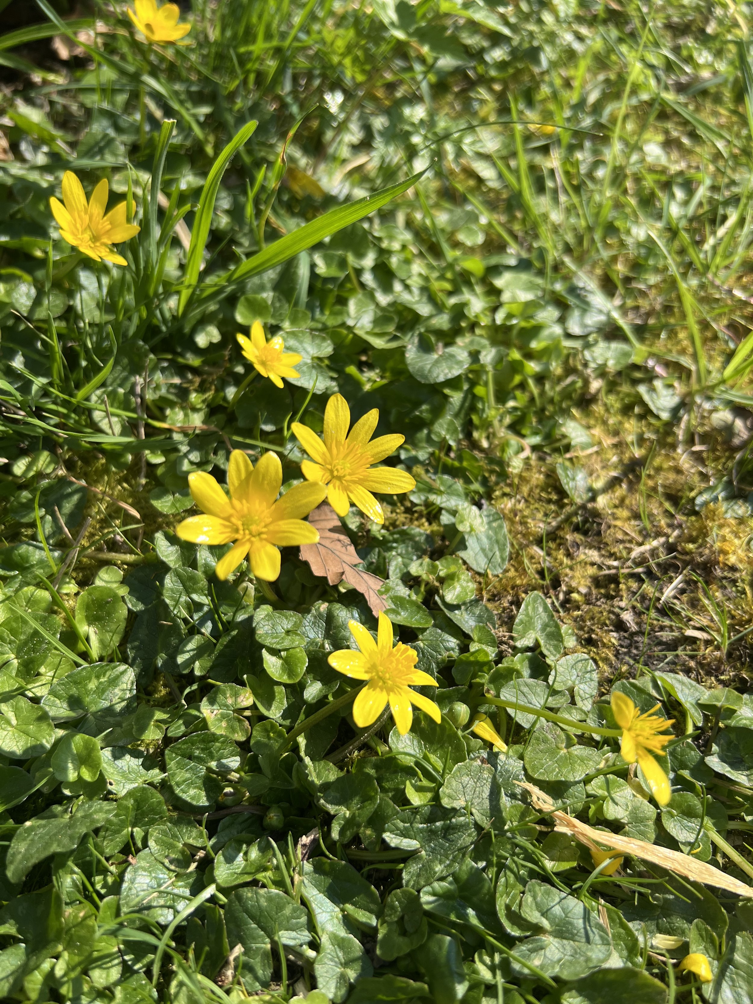 IMG_5051.jpeg