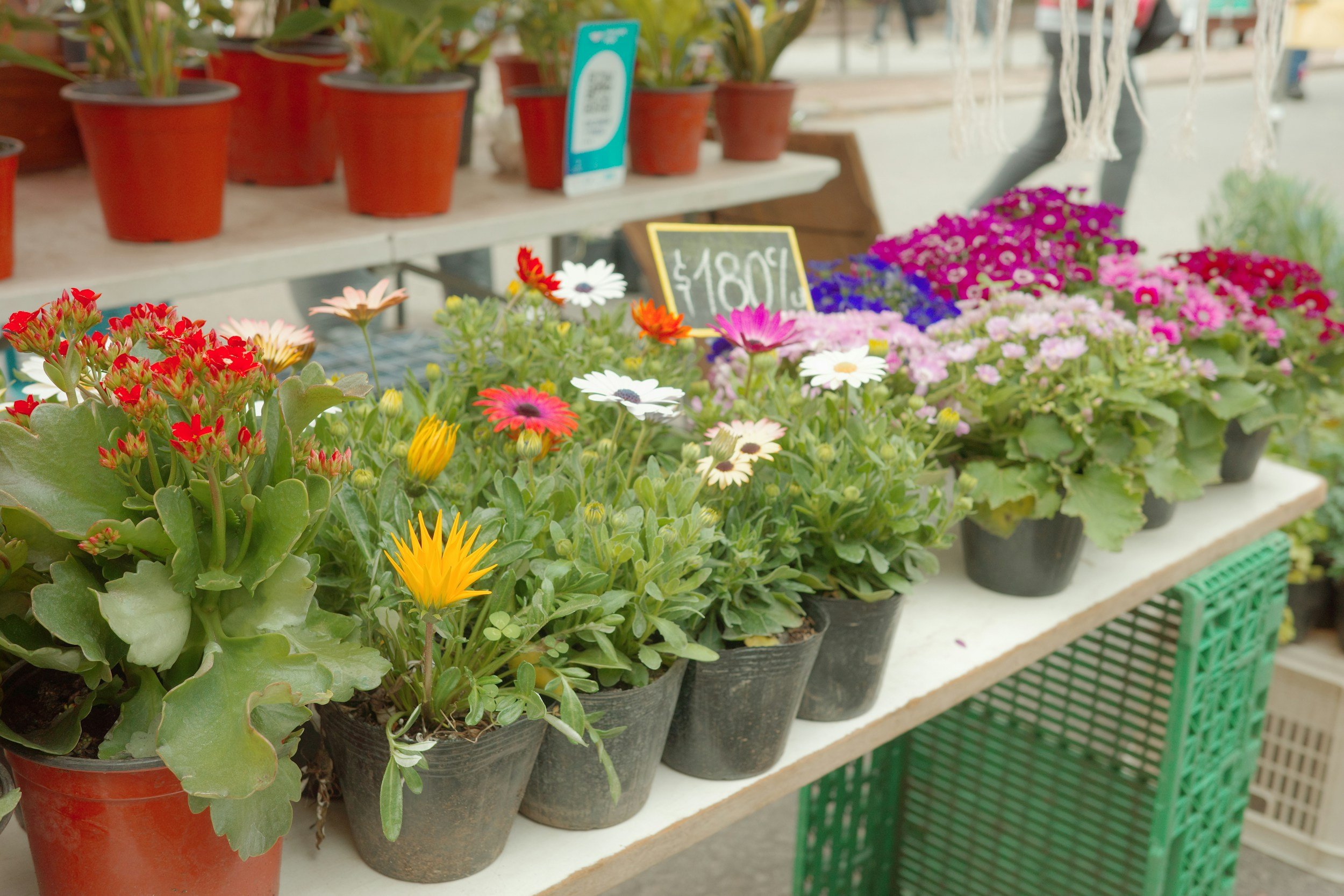 Plant Fair 10.00am-3.00pm St Mary Magdalene