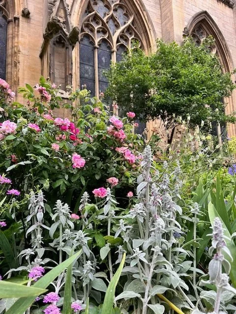 A garden with pink flowers