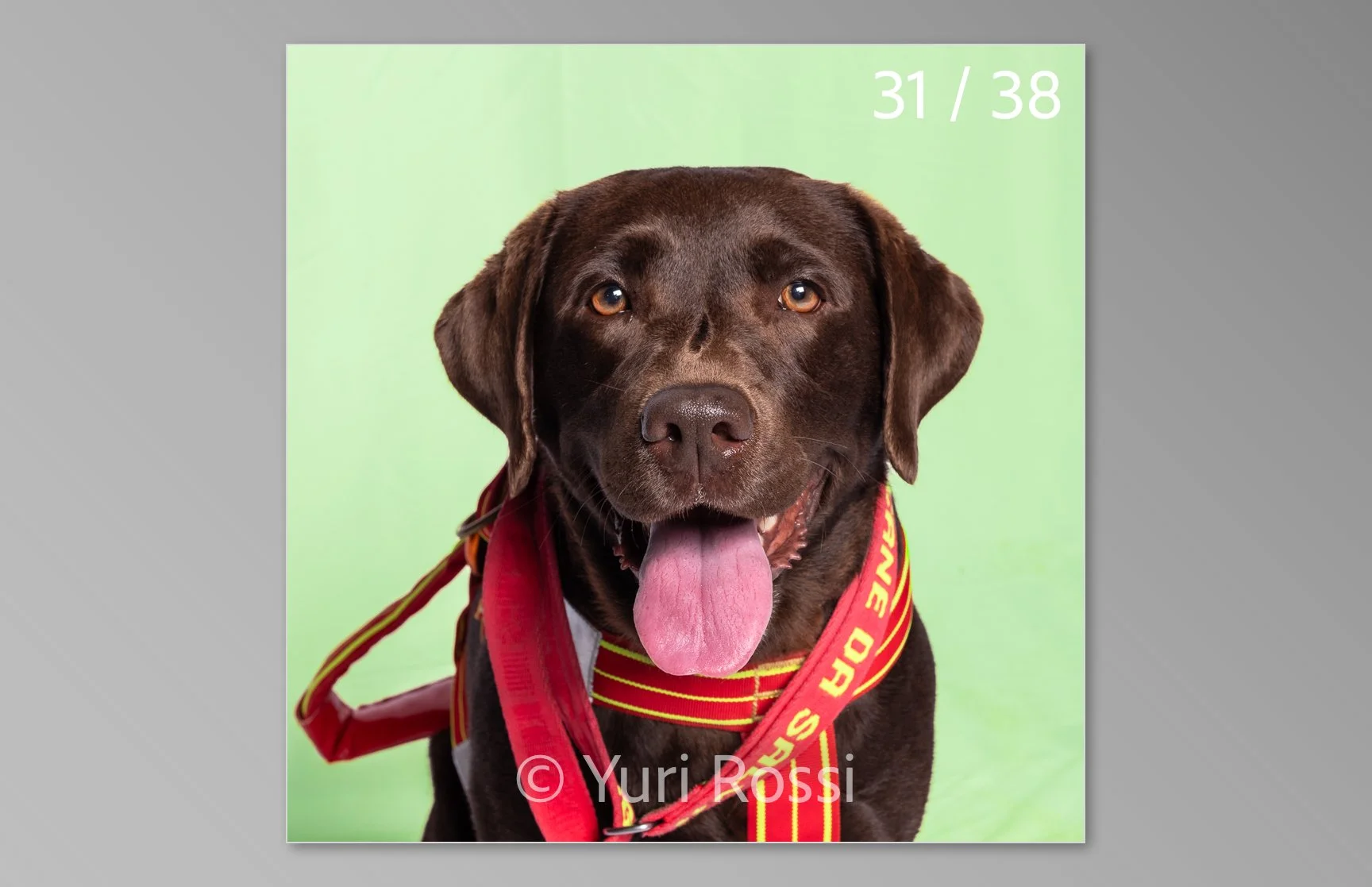esportazione cani-31.jpg