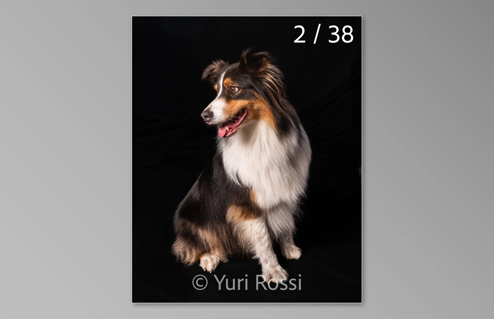 esportazione cani-02.jpg