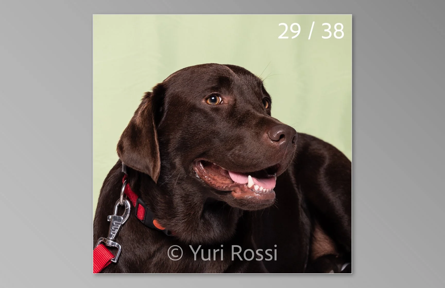 esportazione cani-29.jpg