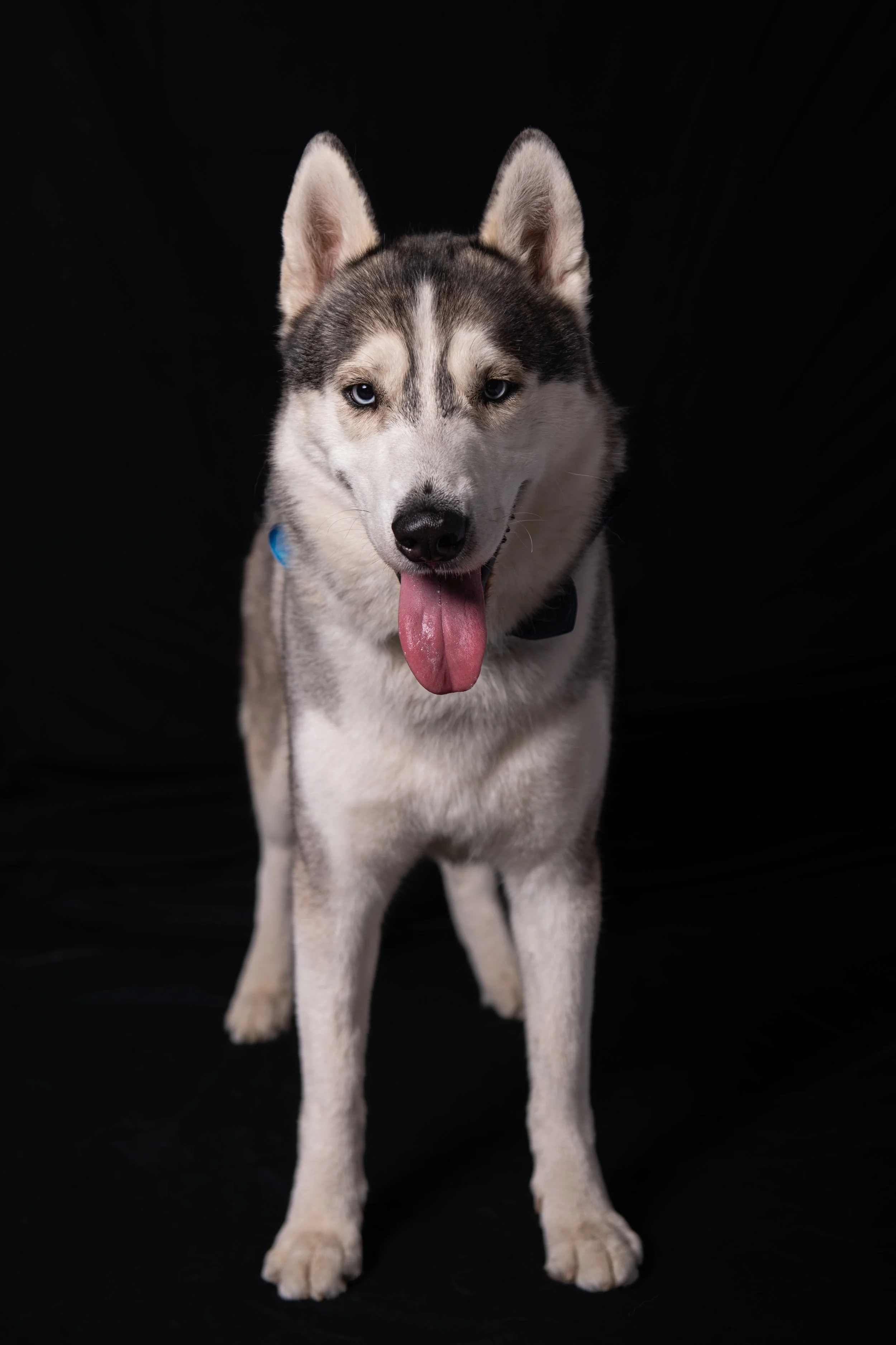 Cani-028-4.jpg