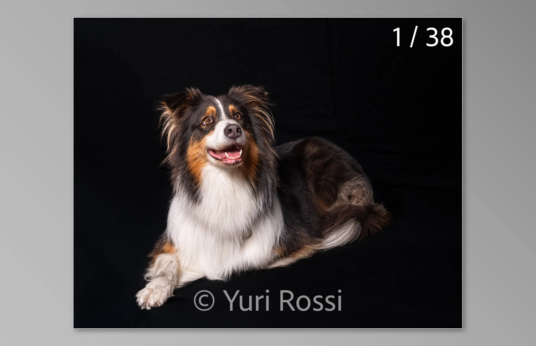 esportazione cani-01.jpg