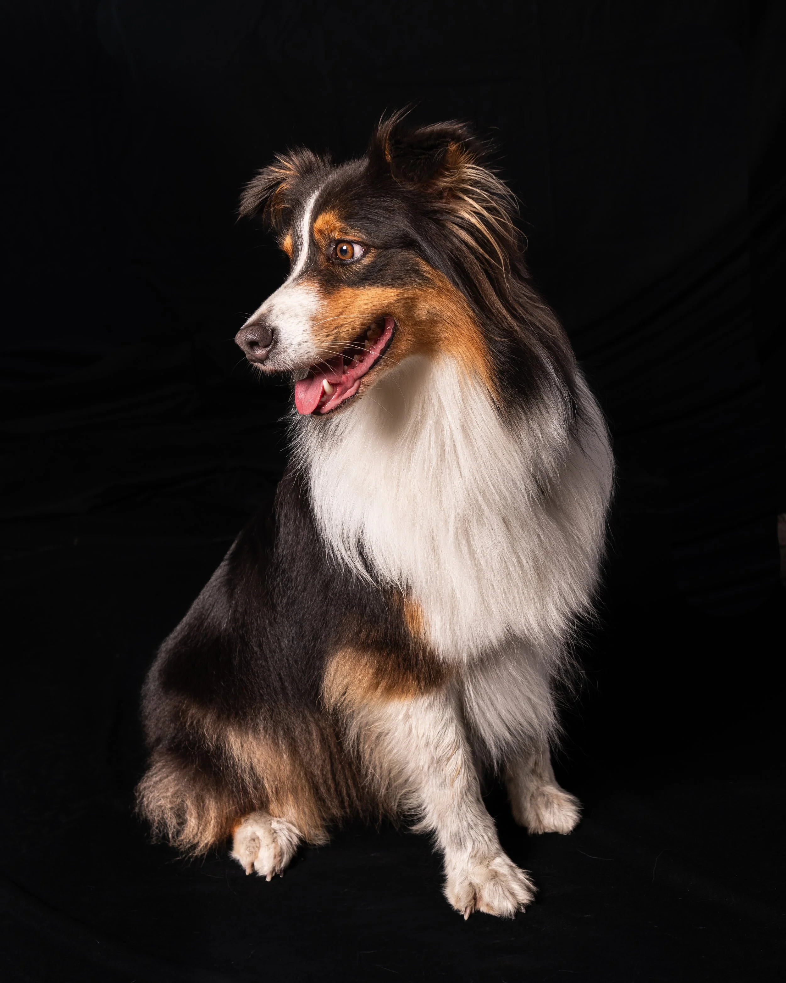 Cani-023-2.jpg
