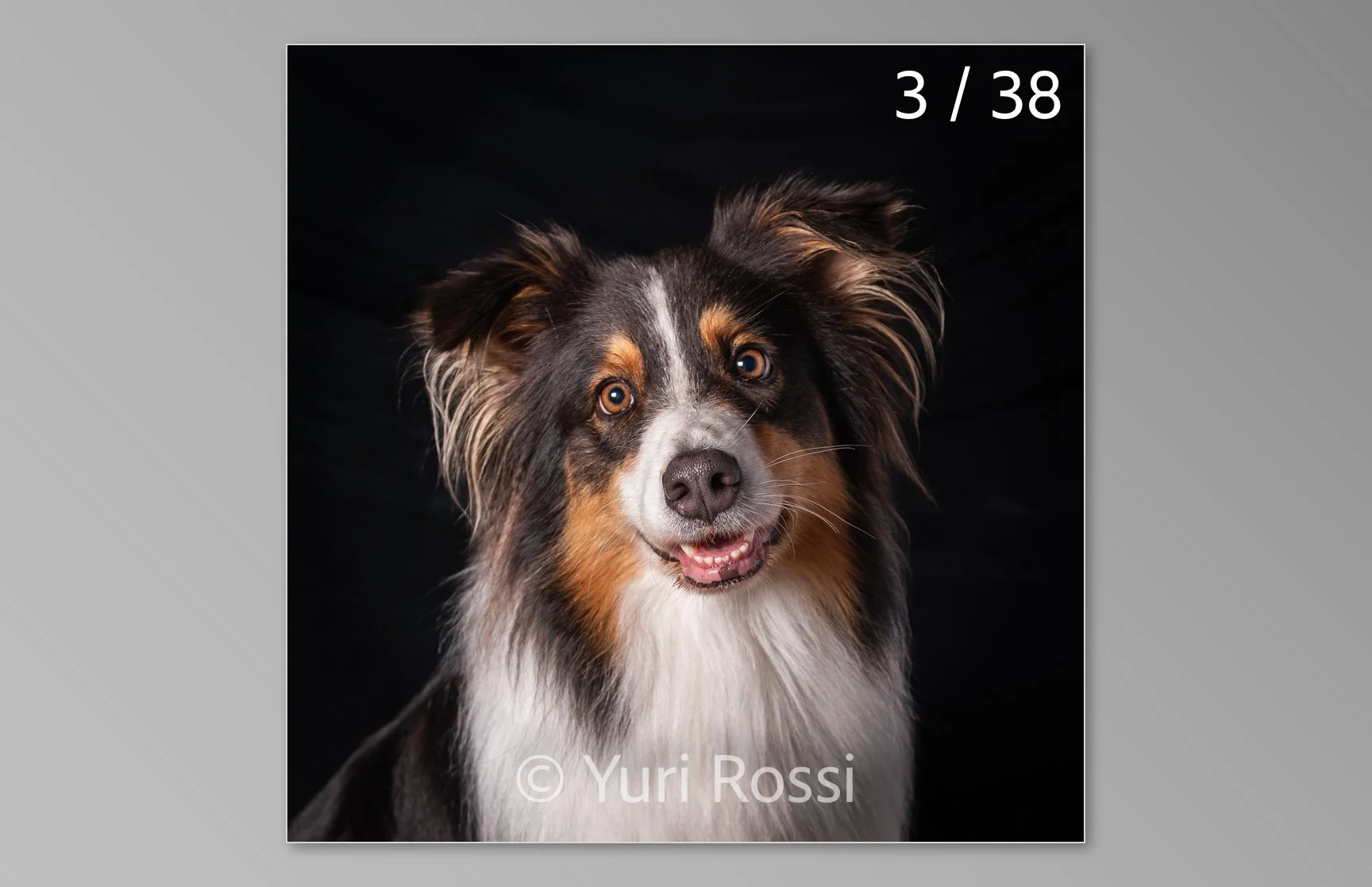 esportazione cani-03.jpg