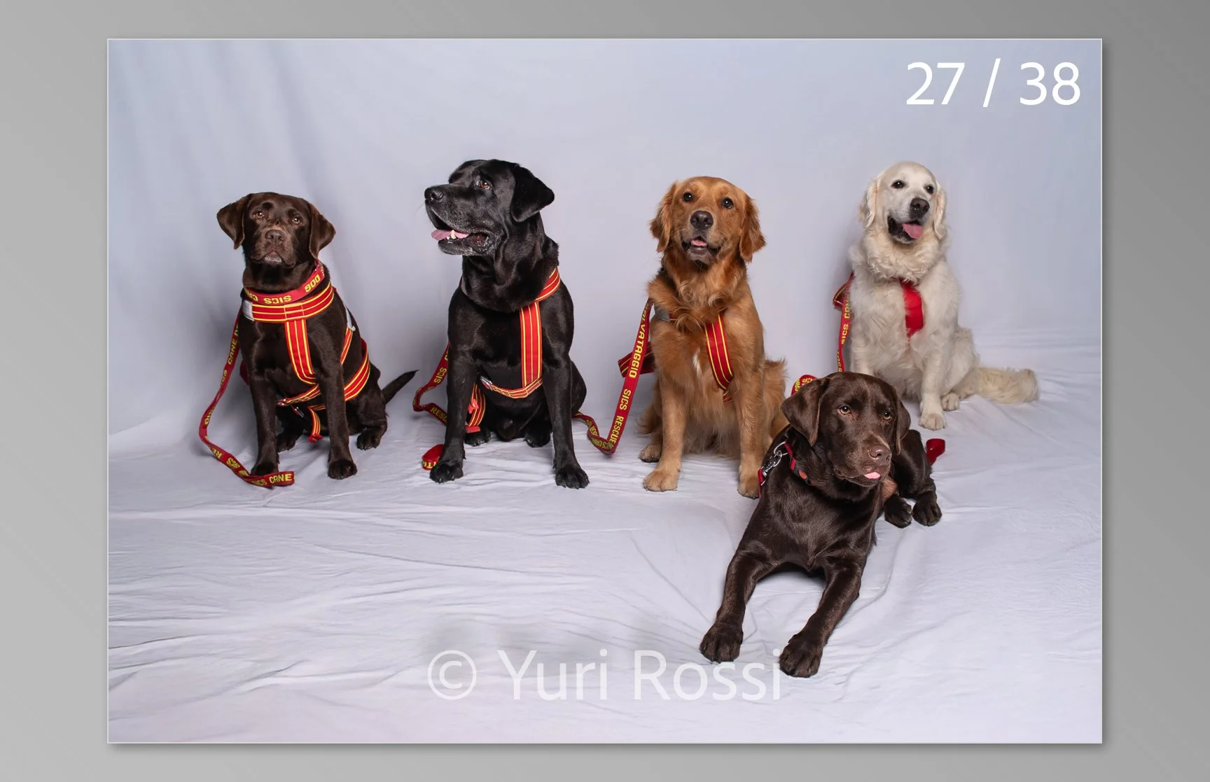 esportazione cani-27.jpg