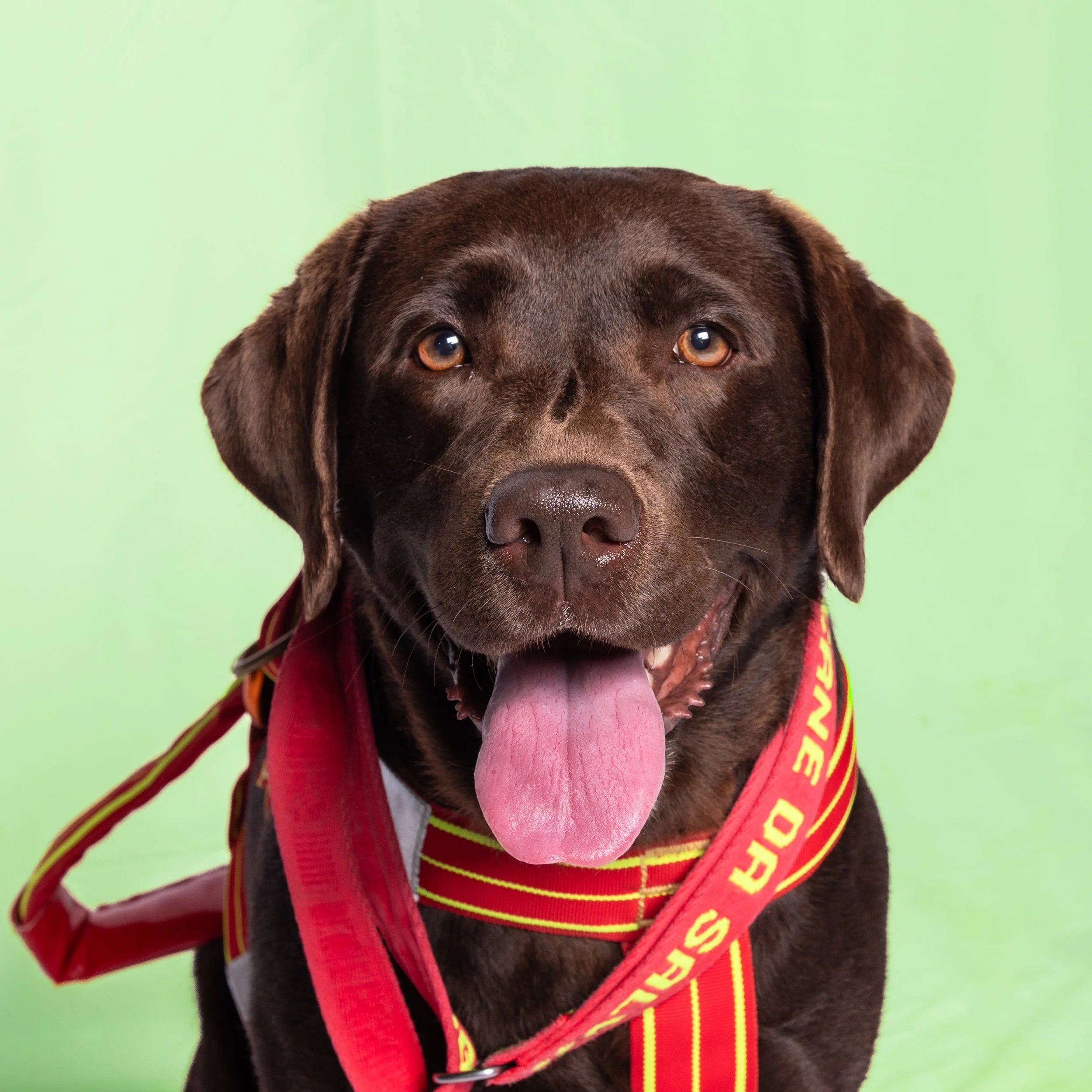 Cani-213-1.jpg
