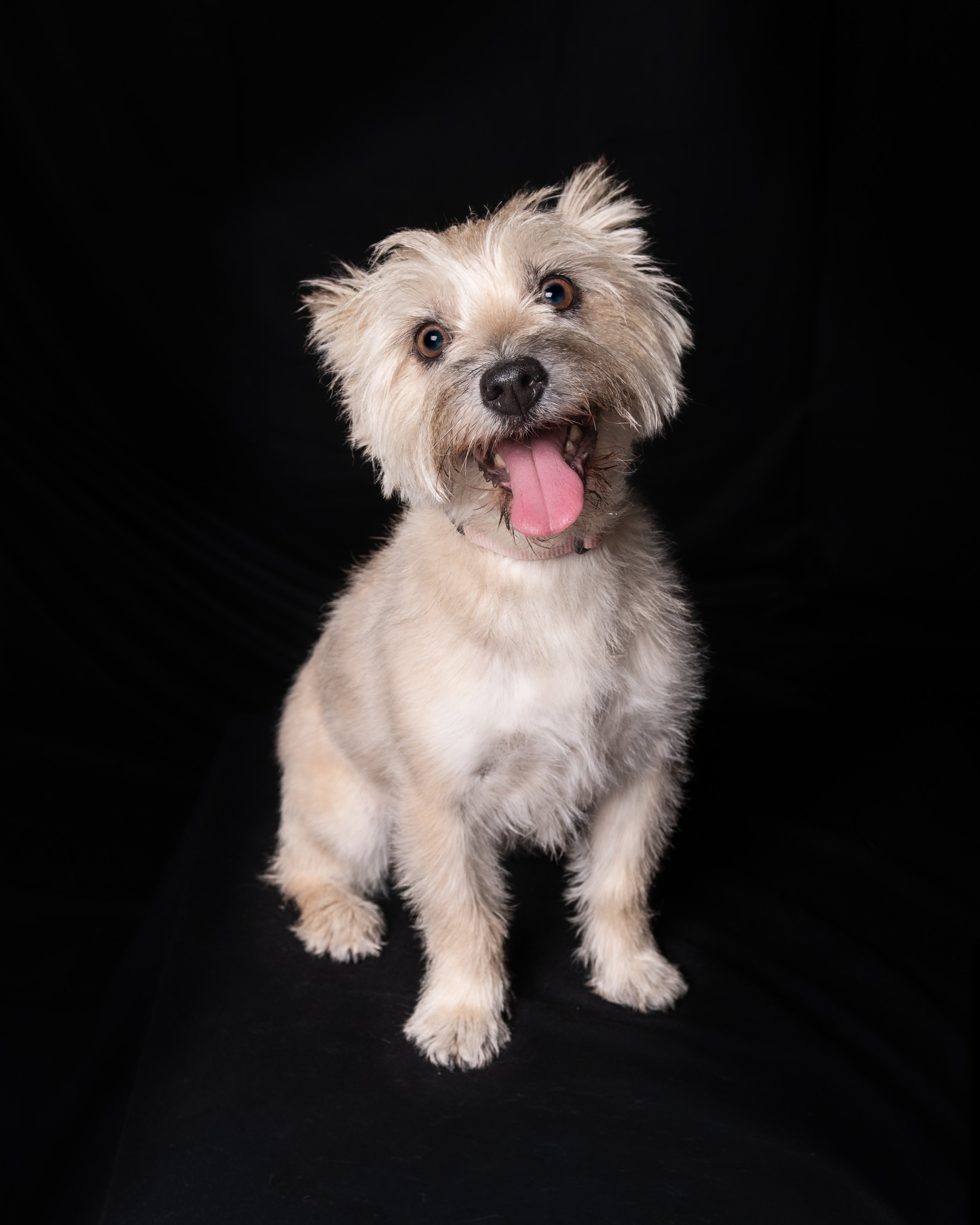 Cani-053-6.jpg