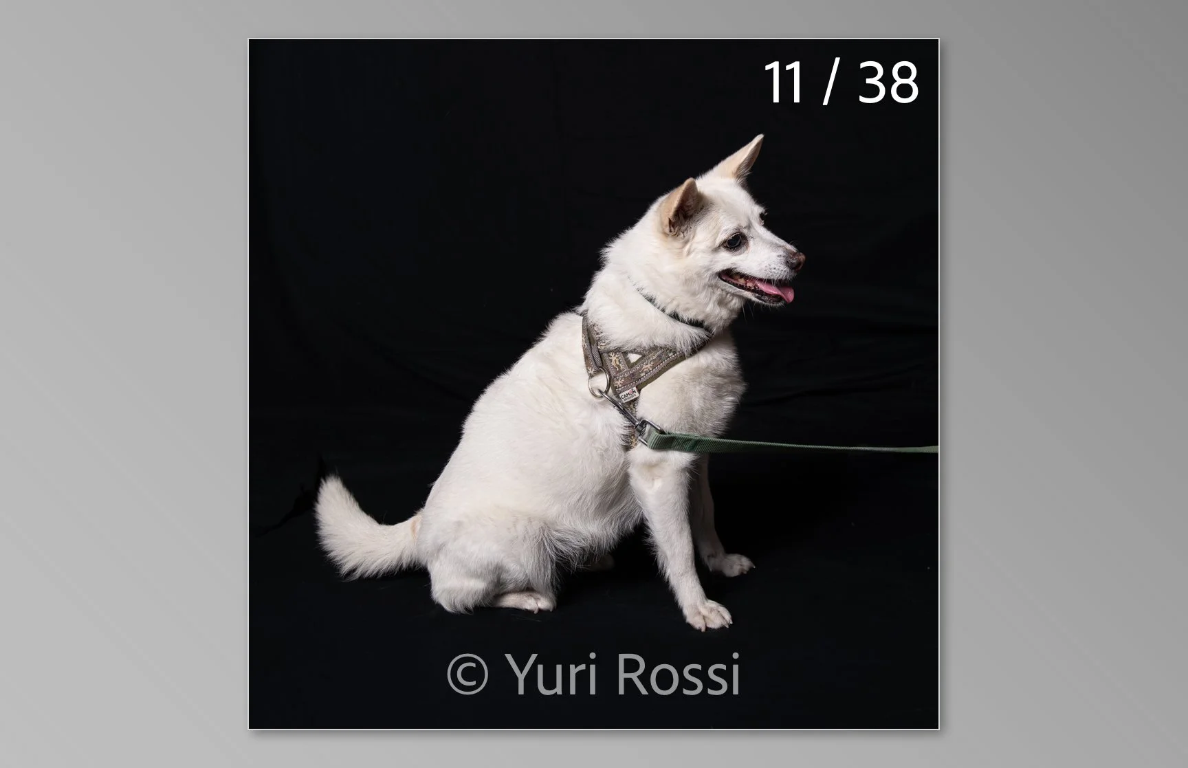 esportazione cani-11.jpg