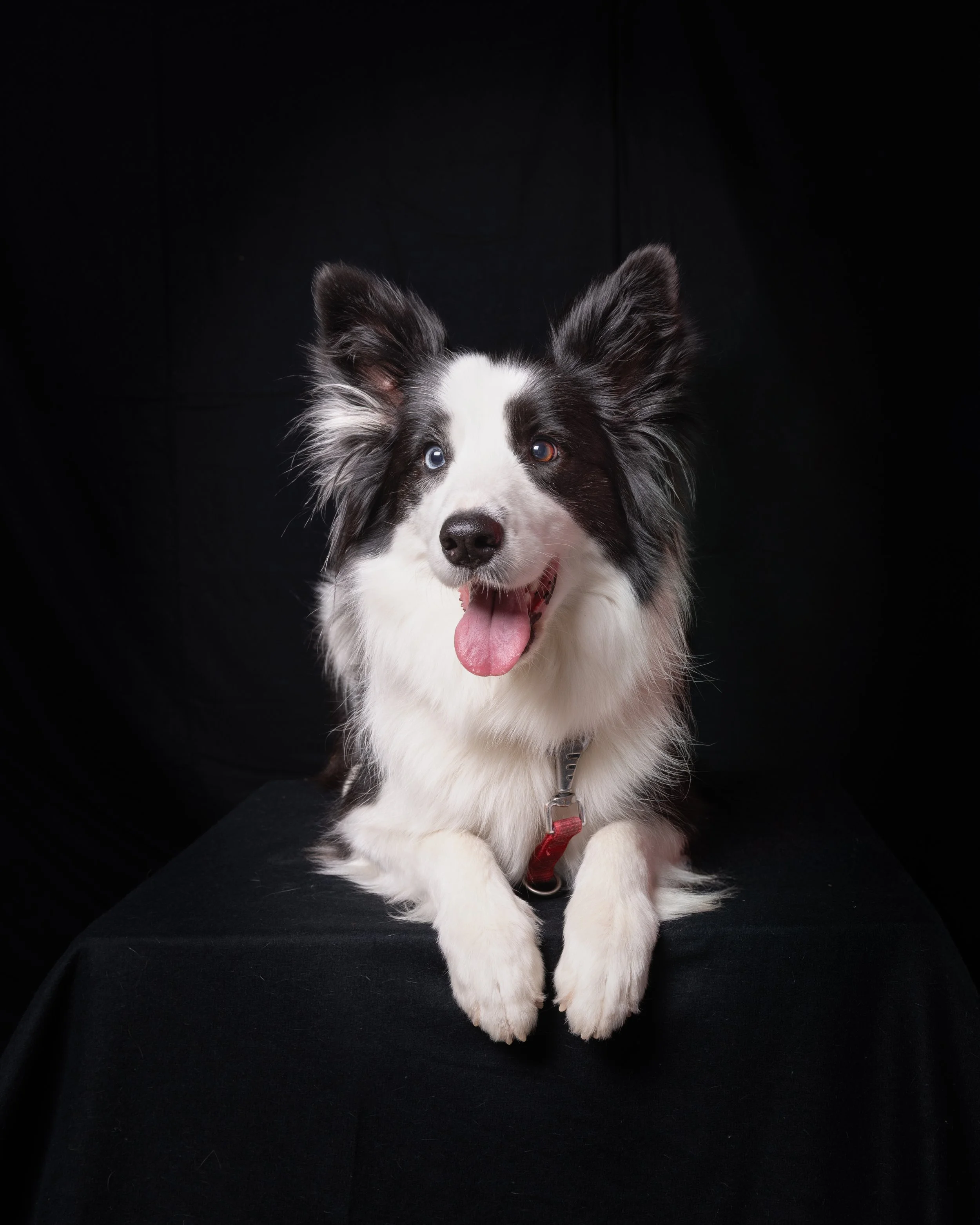 Cani-138-Modifica-1.jpg