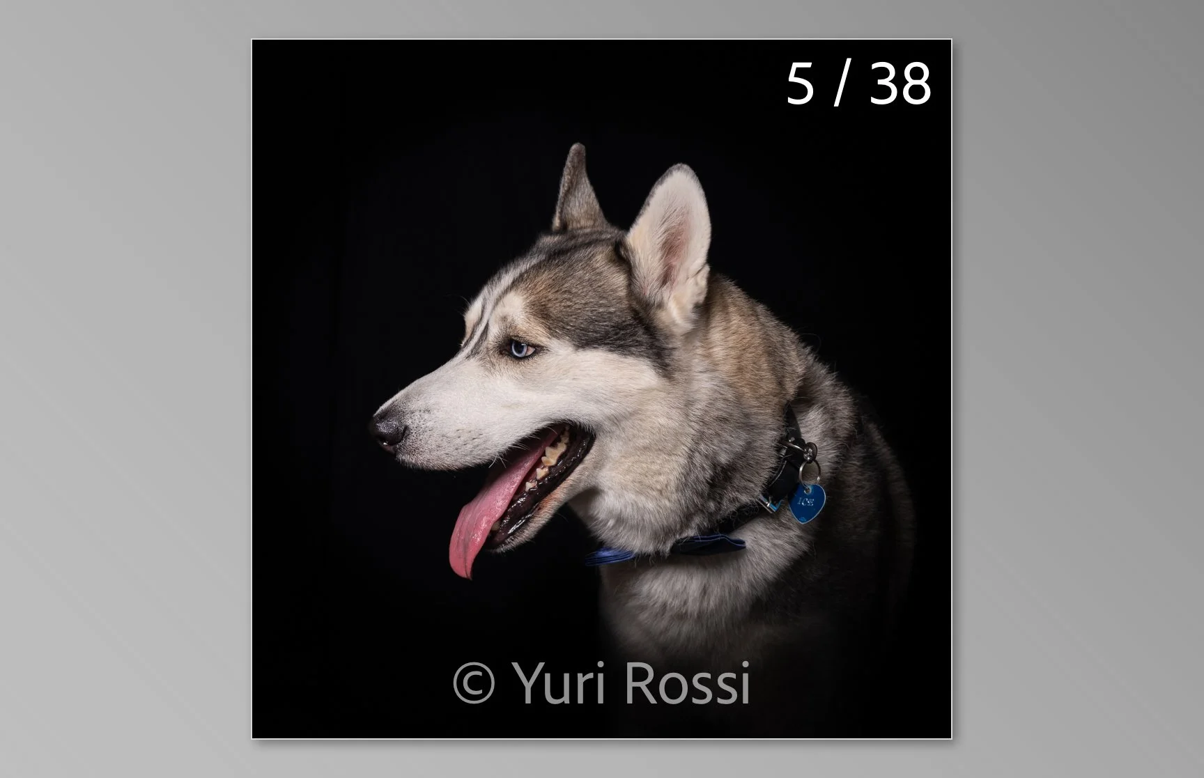 esportazione cani-05.jpg