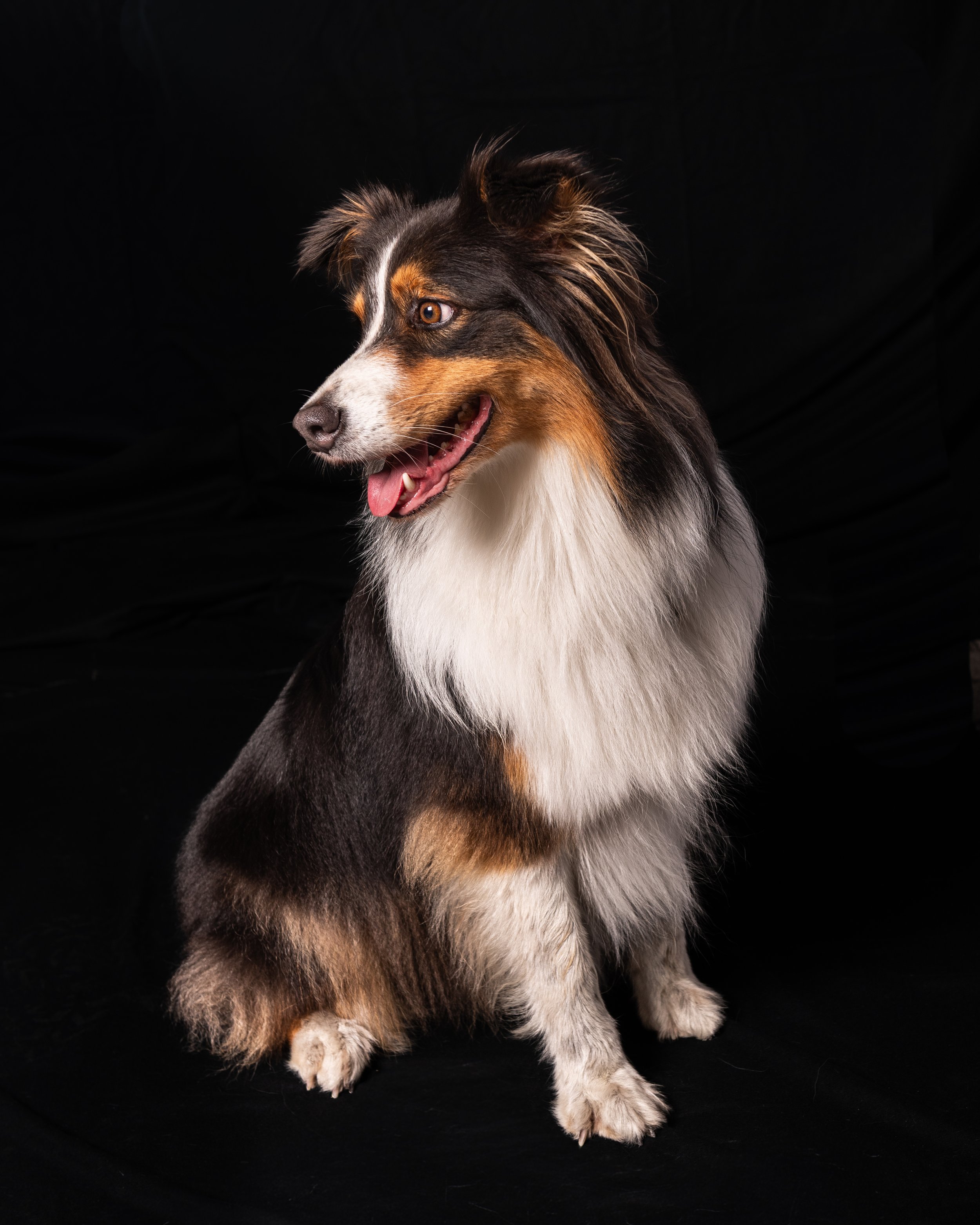 Cani-023-2.jpg