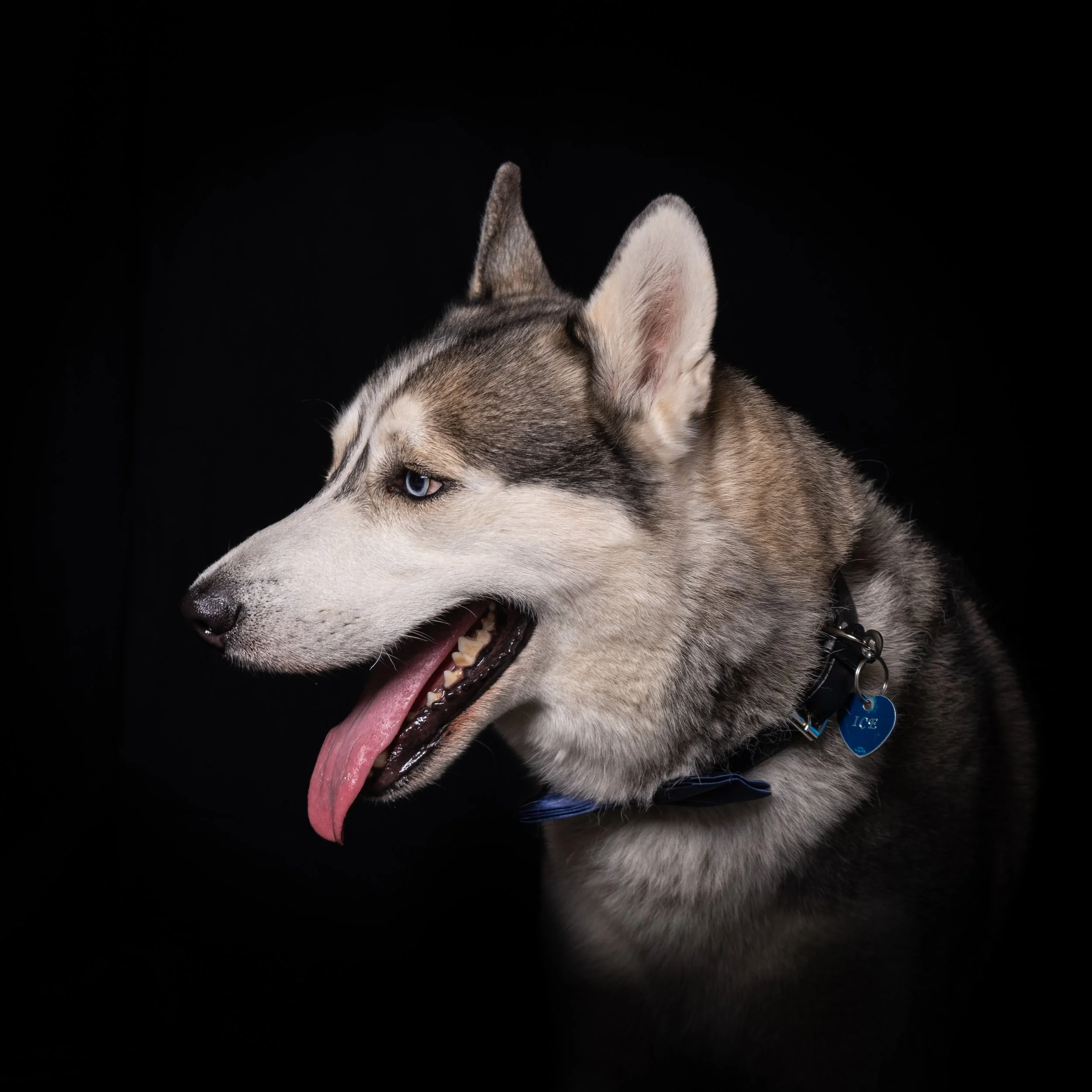 Cani-040-5.jpg