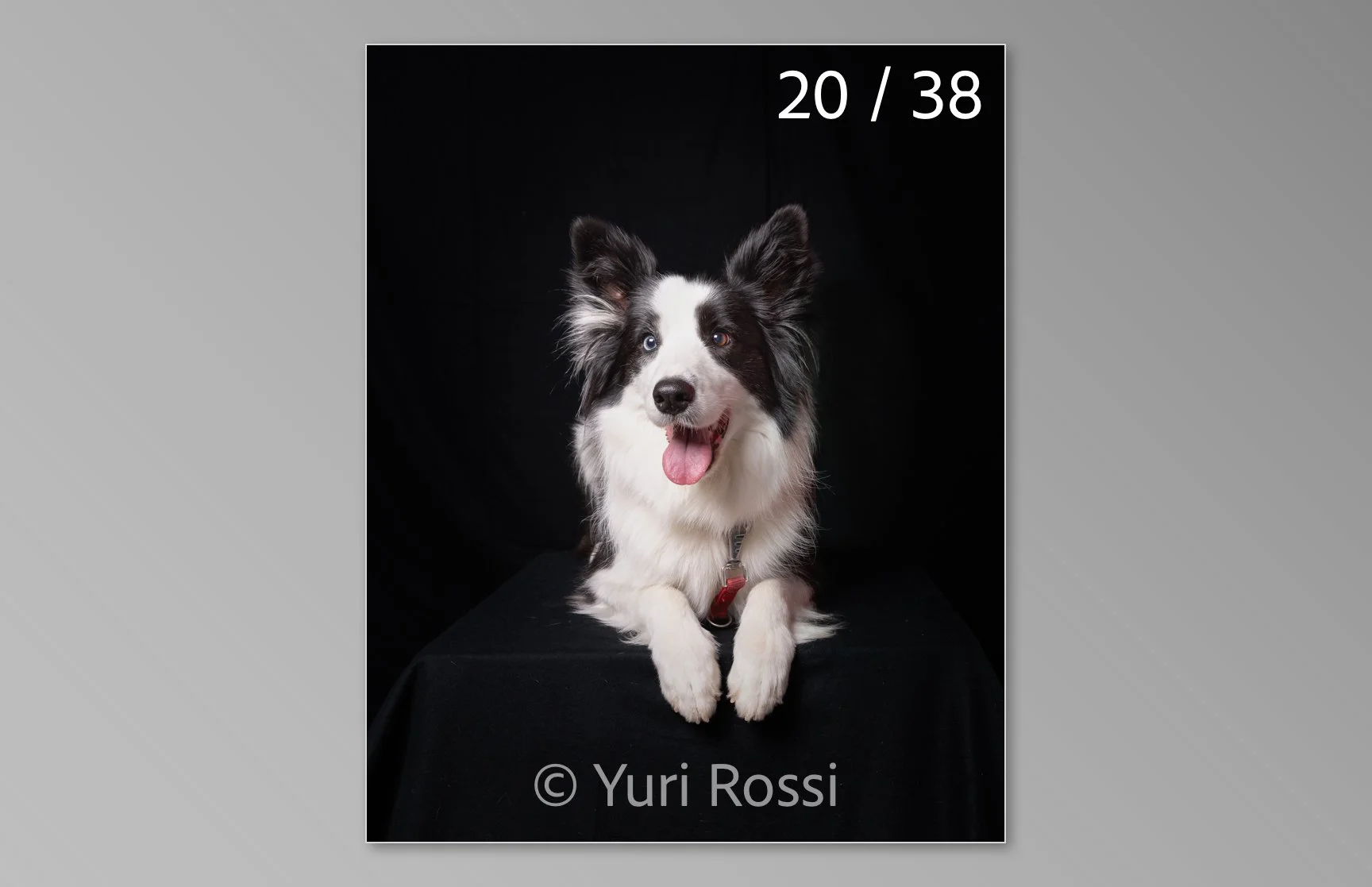 esportazione cani-20.jpg