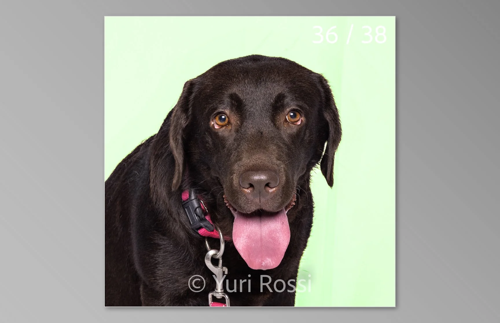 esportazione cani-36.jpg