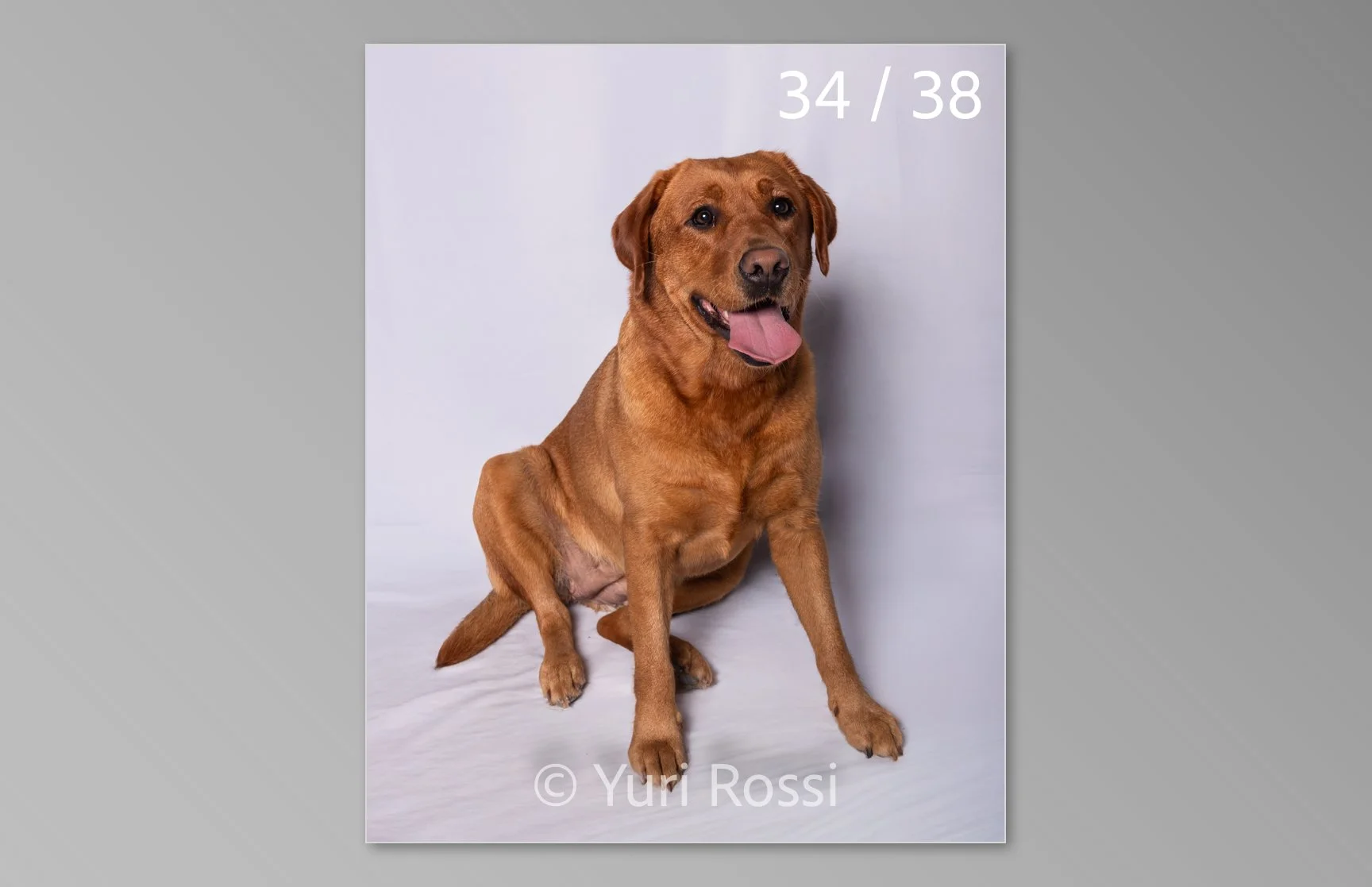 esportazione cani-34.jpg