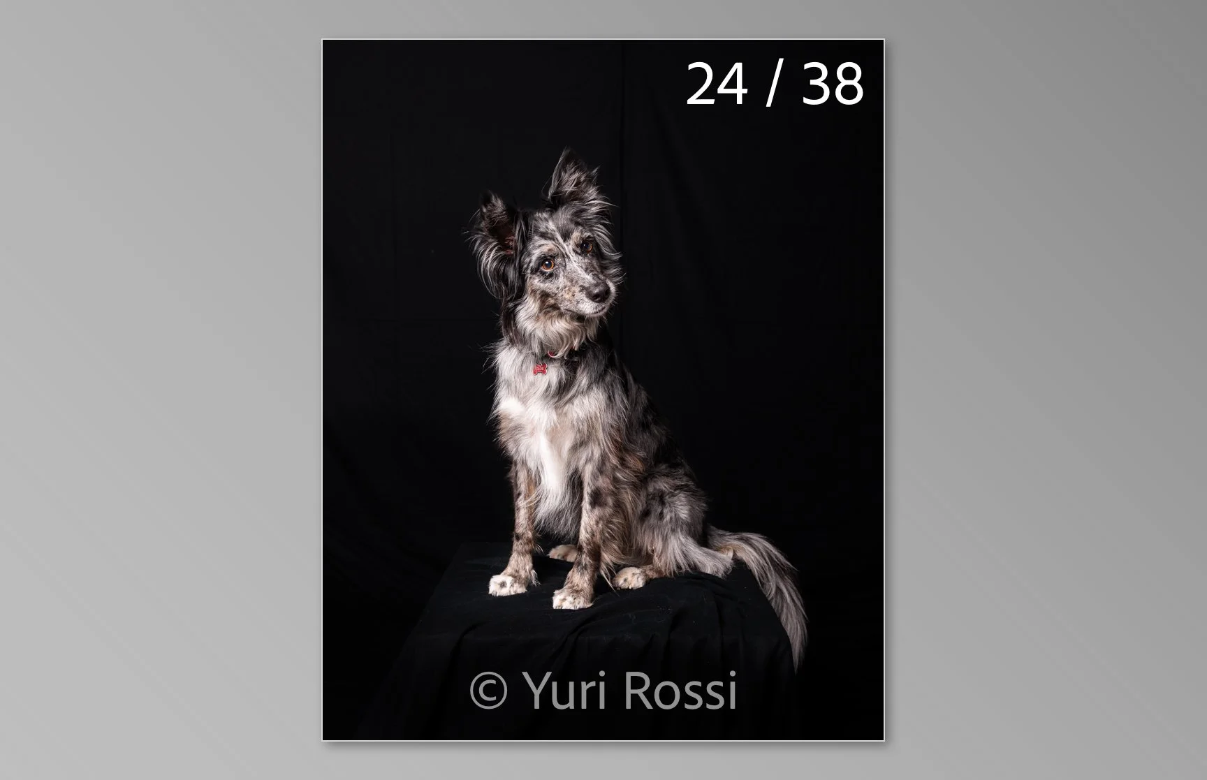 esportazione cani-24.jpg