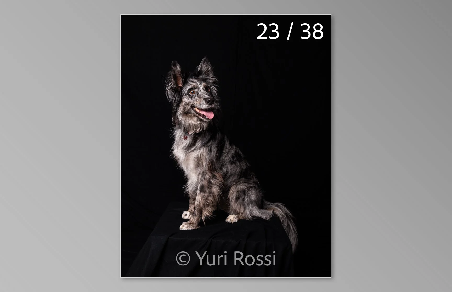 esportazione cani-23.jpg