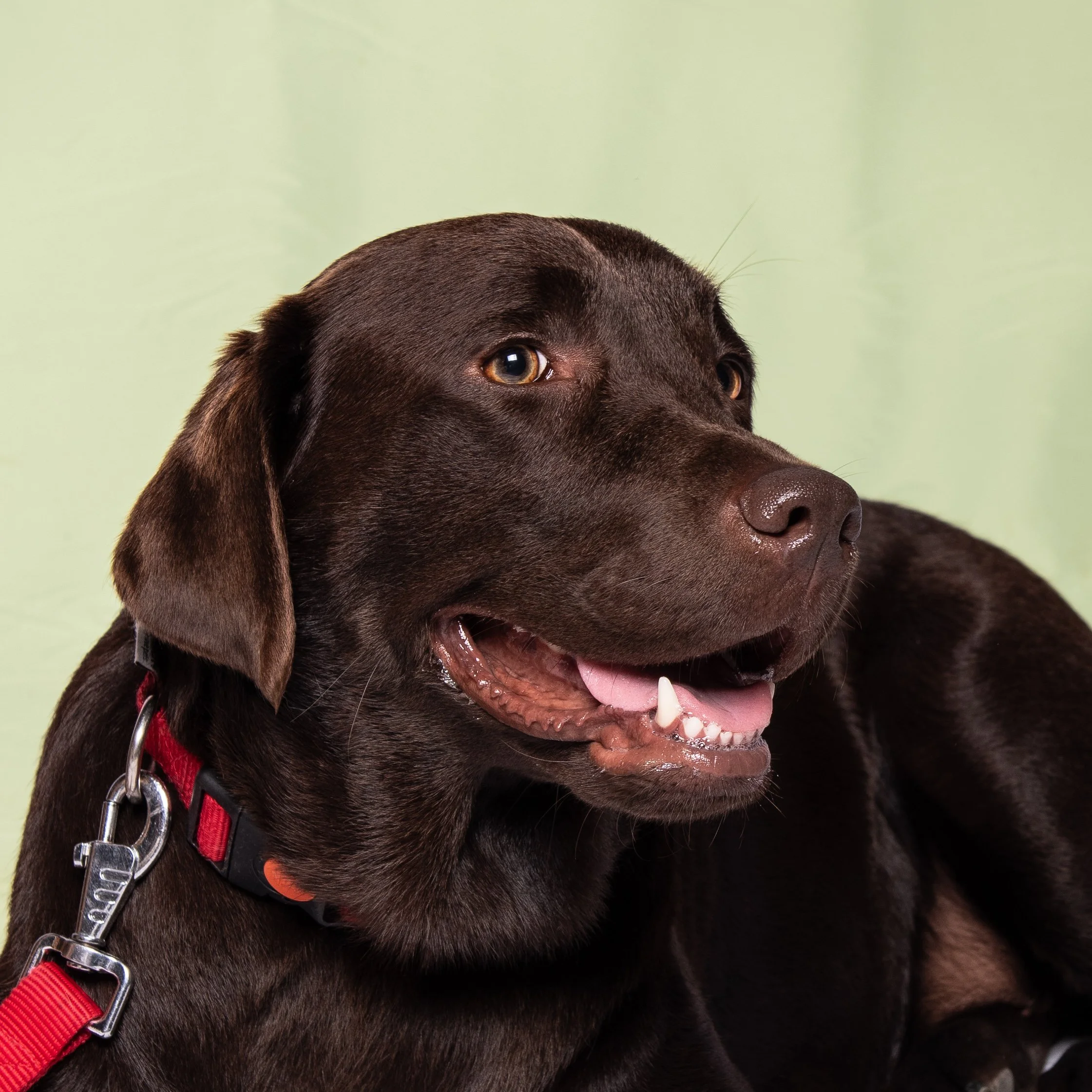 Cani-204-1.jpg