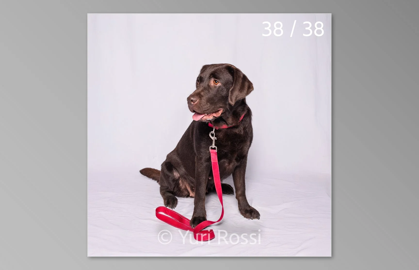 esportazione cani-38.jpg