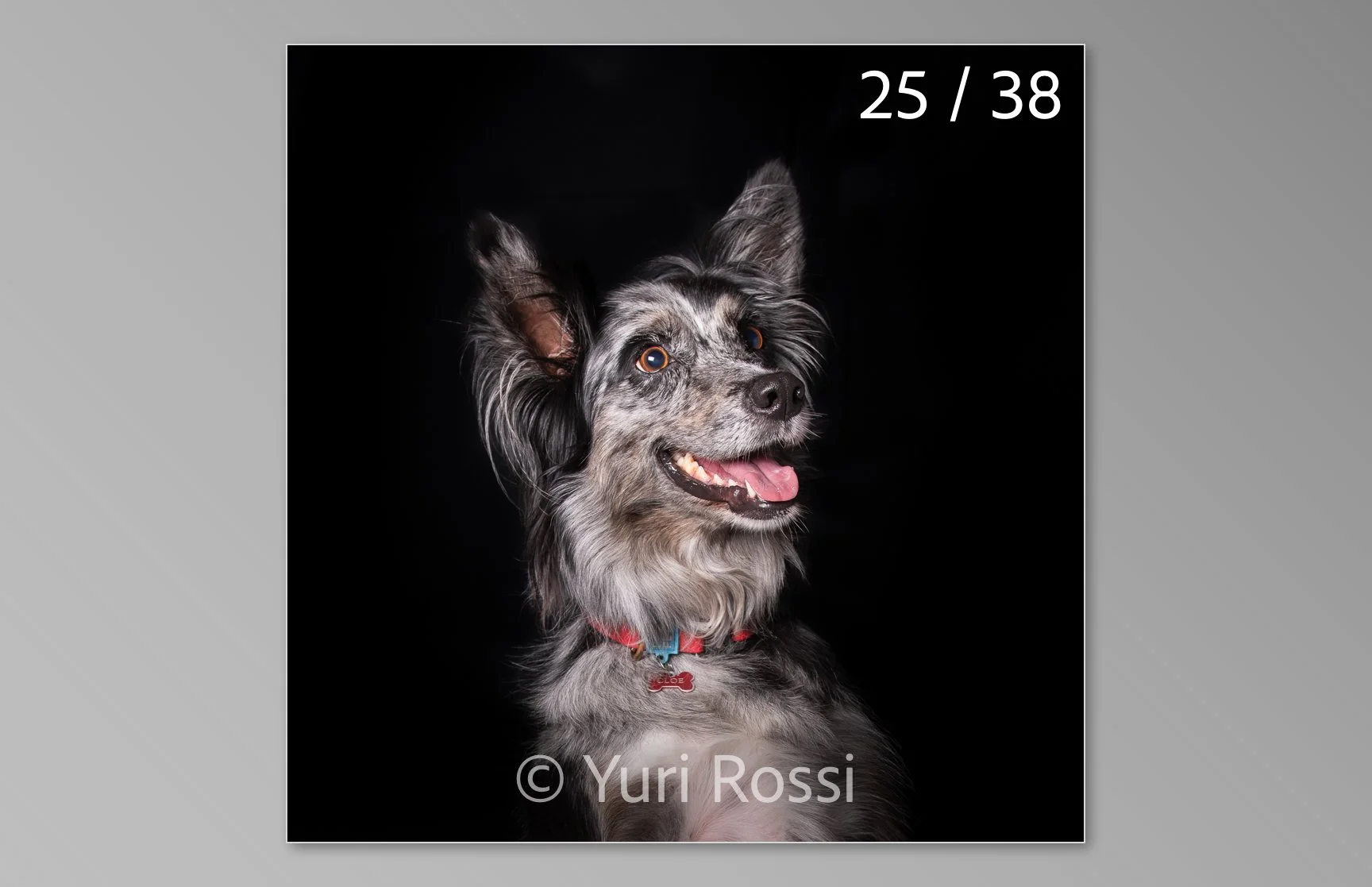 esportazione cani-25.jpg