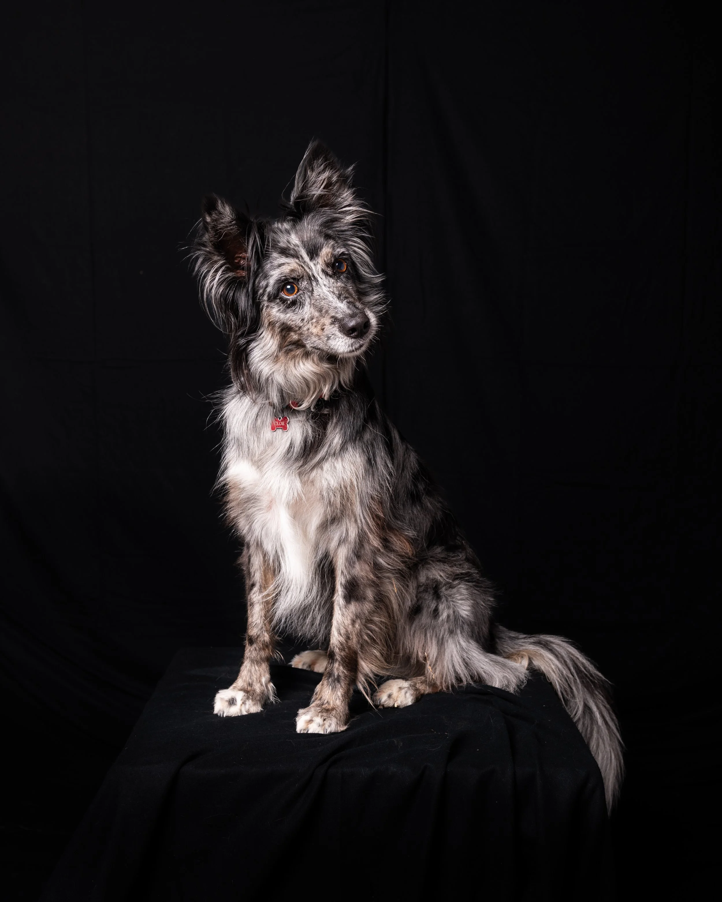 Cani-156-1.jpg