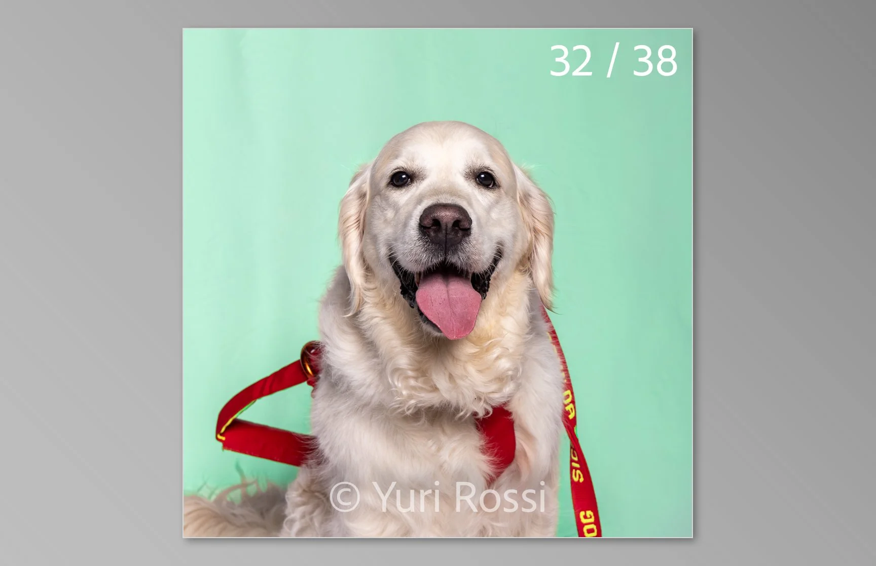 esportazione cani-32.jpg