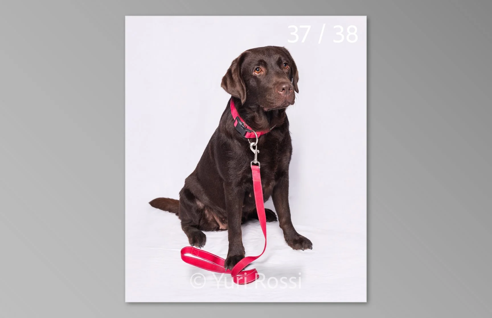 esportazione cani-37.jpg