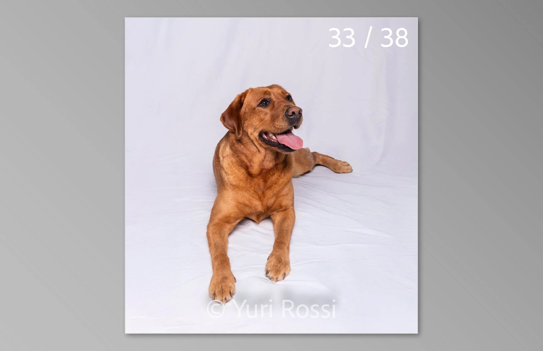 esportazione cani-33.jpg