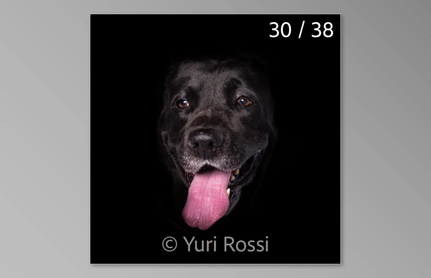 esportazione cani-30.jpg