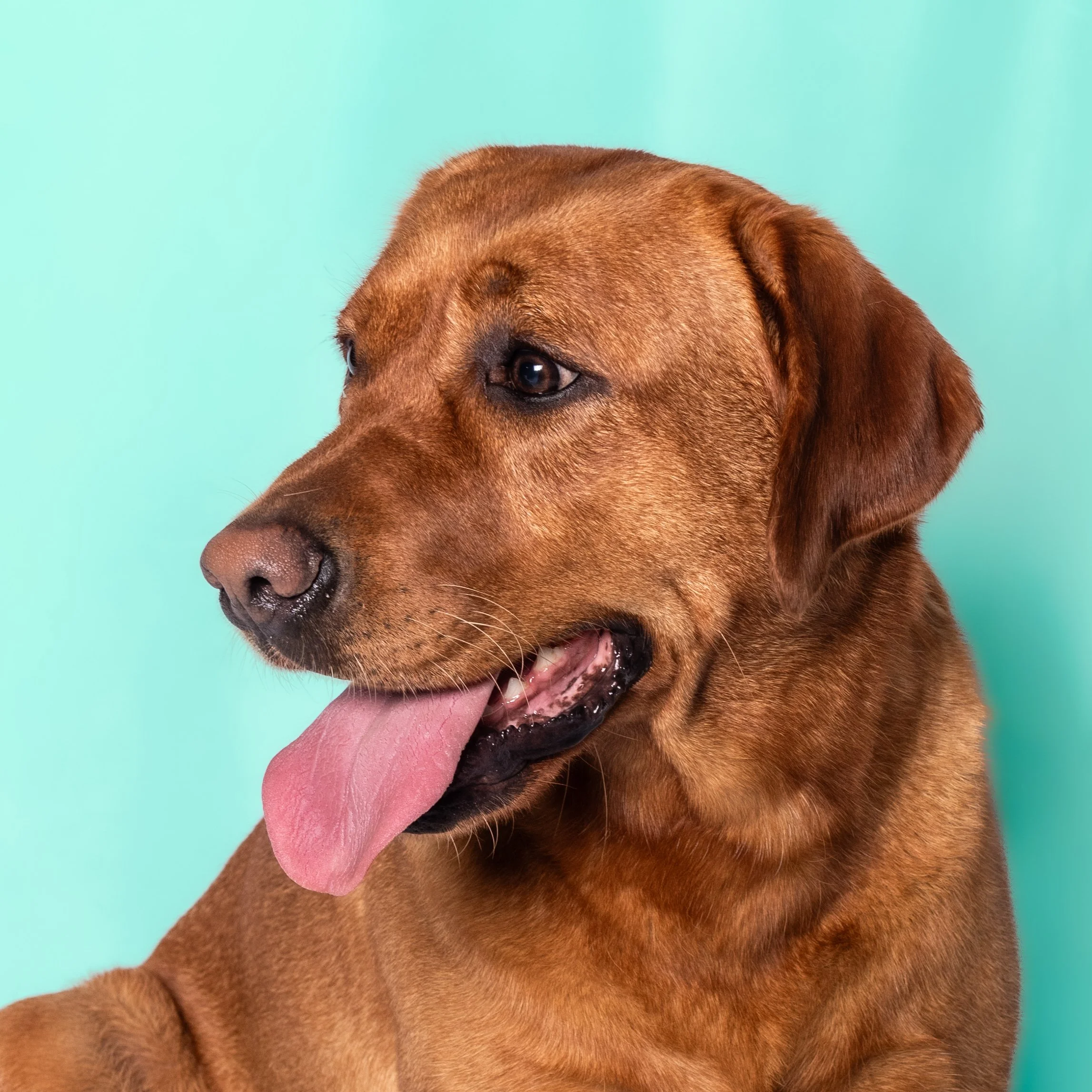 Cani-231-1.jpg